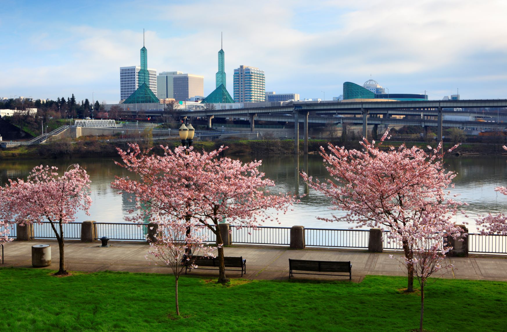 Portland Oregon's waterfront park during the cherry blossom season.